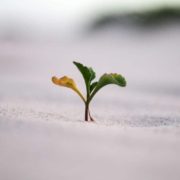 rast-bilja-kao-sinonim-za-growth-mindset