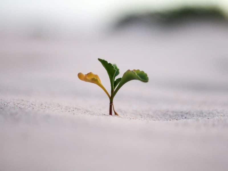 rast-bilja-kao-sinonim-za-growth-mindset
